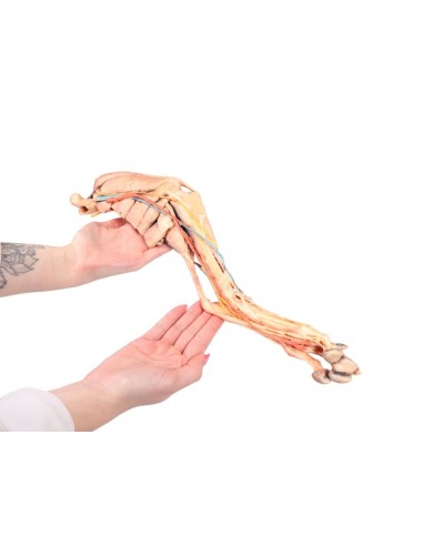 Arto Posteriore del Cane – Muscoli, Tendini, Legamenti, Vasi e Nervi Distali fino all'Articolazione del Ginocchio VP9015