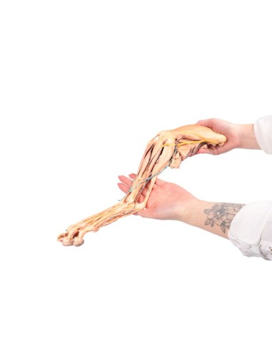 The Dog's Hind Leg – Muscles, Tendons,...