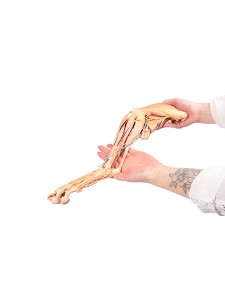 Cervello umano - Erler Zimmer 3D anatomy Series MP1103