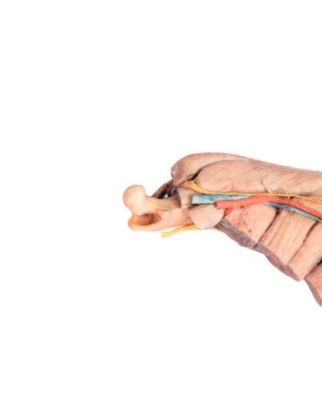 Cervello umano - Erler Zimmer 3D anatomy Series MP1103