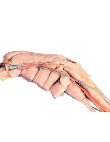 Arto Posteriore del Cane – Muscoli, Tendini,...