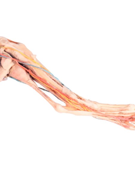 Extremidad posterior del perro: músculos, tendones, ligamentos, vasos sanguíneos y nervios distales hasta la articulación de la