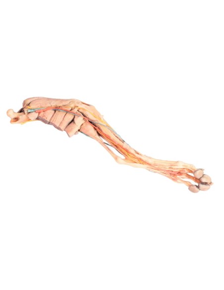 Cervello umano - Erler Zimmer 3D anatomy Series MP1103