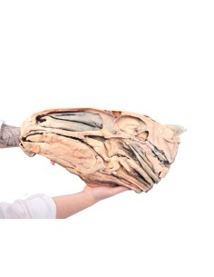 Cervello umano - Erler Zimmer 3D anatomy Series MP1103