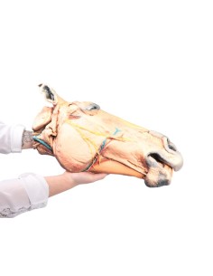 Coupe sagittale de la tête du cheval VP10000 2