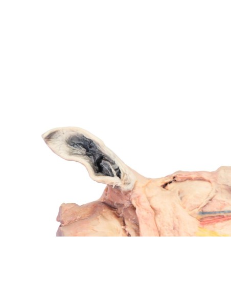 Sagittal Section of a Horse's Head VP10000