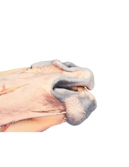 Sagittal Section of a Horse's Head VP10000