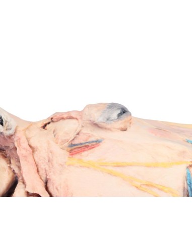 Sagittal Section of a Horse's Head VP10000