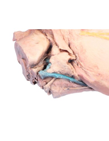 Sagittal Section of a Horse's Head VP10000