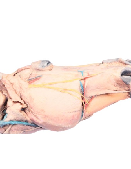 Sagittal Section of a Horse's Head VP10000