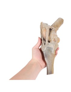 Articolazione del Ginocchio del Cavallo – Preparazione...