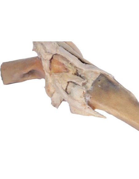 Articolazione del Ginocchio del Cavallo – Preparazione VP10015