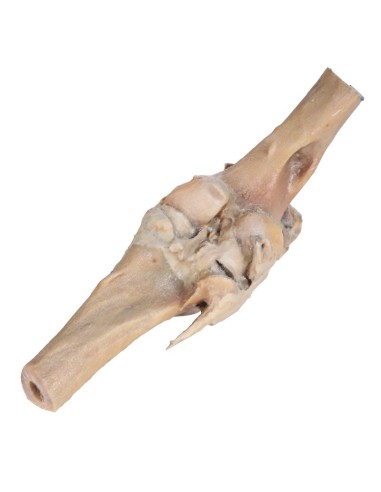 Articolazione del Ginocchio del Cavallo –...