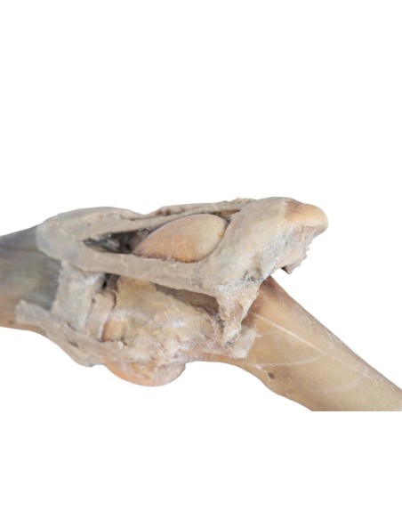 Articulación de la rodilla del caballo – Preparación VP10015