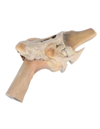 Articolazione del Ginocchio del Cavallo –...