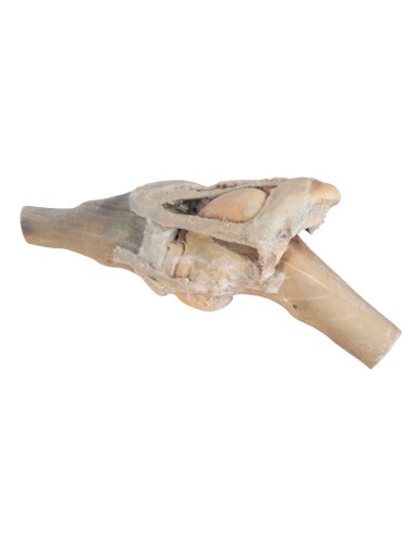 Articulación de la rodilla del caballo –...