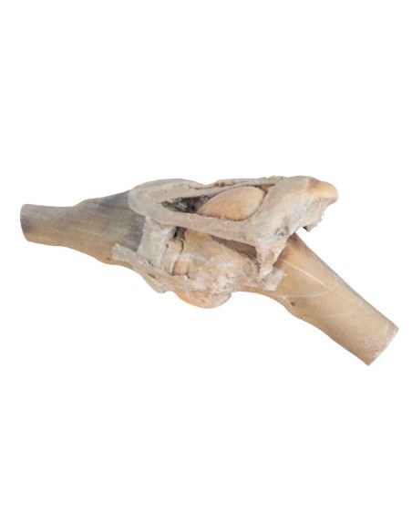 Horse Knee Joint – Preparation VP10015