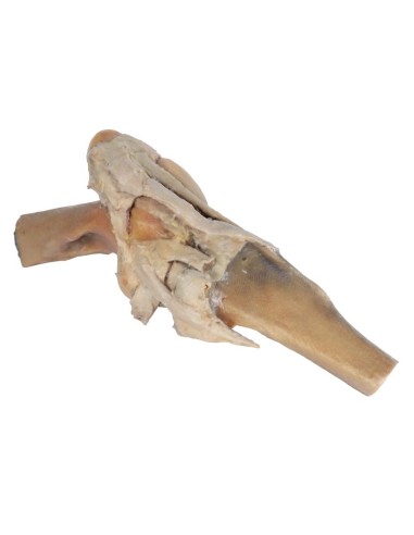 Articulación de la rodilla del caballo –...