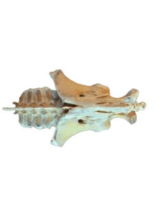 Cervello umano - Erler Zimmer 3D anatomy Series MP1103