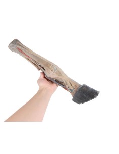 Cervello umano - Erler Zimmer 3D anatomy Series MP1103