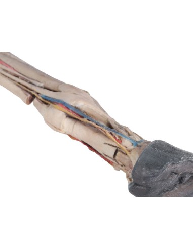 Tendons, ligaments, vaisseaux et nerfs du pied...