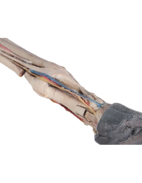 Tendones, ligamentos, vasos sanguíneos y nervios del pie del caballo, a escala 1/3 VP10030