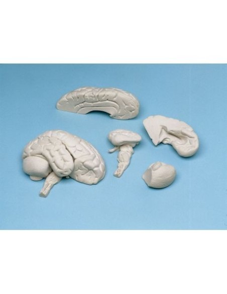 Erler Zimmer, modelo anatómico de cerebro de material blando, descomponible en 8 partes C85