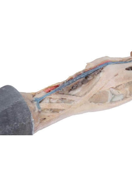 Tendons, Ligaments, Blood Vessels, and Nerves of the Horse's Foot (1/3 Scale) VP10030