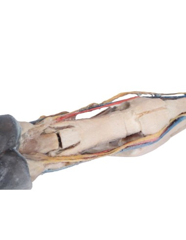 Tendons, Ligaments, Blood Vessels, and Nerves...