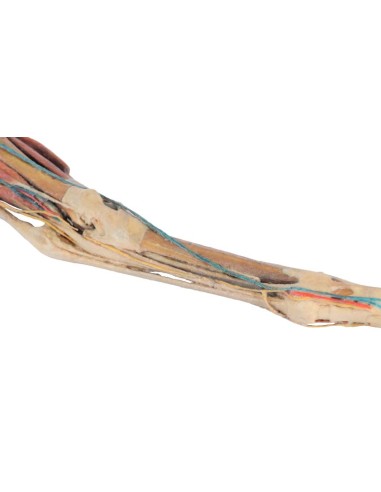 Horse's Hind Leg – Muscles, Tendons, Ligaments,...