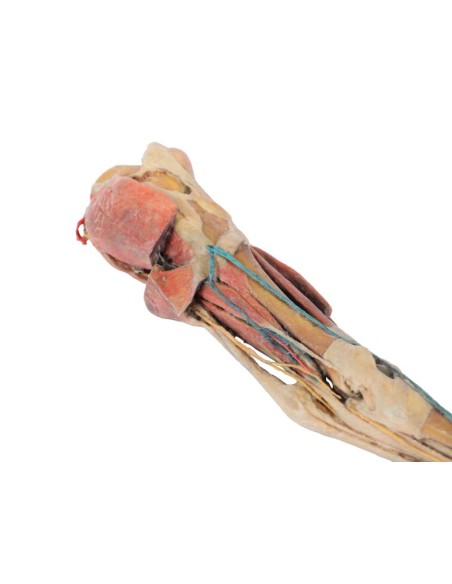 Horse's Hind Leg – Muscles, Tendons, Ligaments, Blood Vessels, and Nerves of the Knee, to Scale – VP10050
