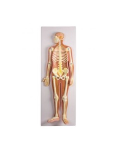 Erler Zimmer, Anatomisches 3D Relief Poster, Das...