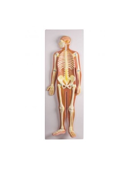 Erler Zimmer, Poster anatomico in rilievo 3D, il sistema nervoso a grandezza dimezzata C240