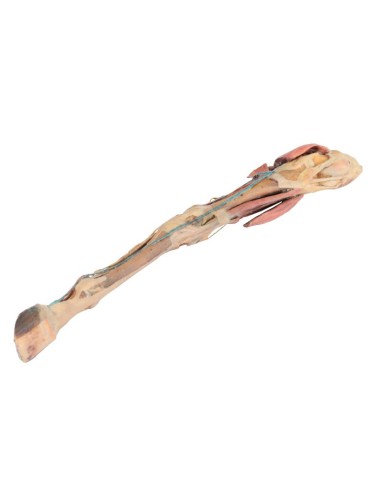 Horse's Hind Leg – Muscles, Tendons, Ligaments,...