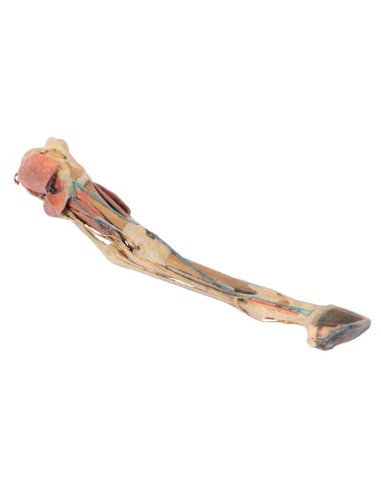 Horse's Hind Leg – Muscles, Tendons, Ligaments,...