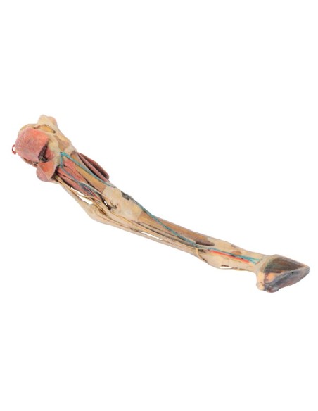 Horse's Hind Leg – Muscles, Tendons, Ligaments, Blood Vessels, and Nerves of the Knee, to Scale – VP10050