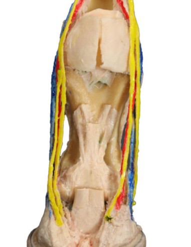 Cervello umano - Erler Zimmer 3D anatomy Series MP1103