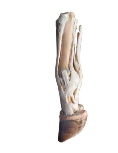 Pata de buey – Tendones y ligamentos VP11000