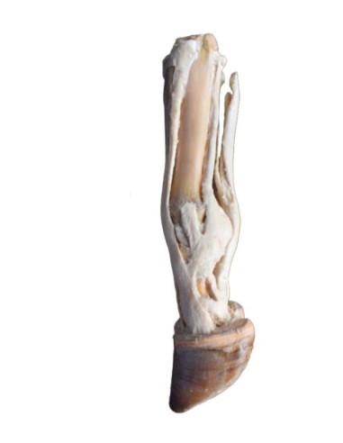Piede del Bue – Tendini e Legamenti VP11000