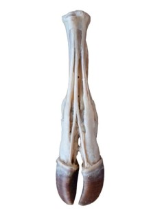 Piede del Bue – Tendini e Legamenti VP11000 2