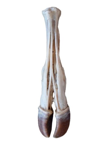 Cervello umano - Erler Zimmer 3D anatomy Series...