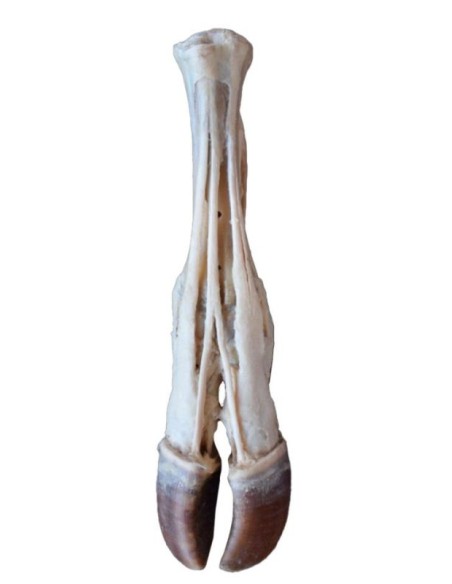 Cervello umano - Erler Zimmer 3D anatomy Series MP1103