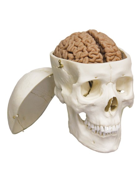 Erler Zimmer, hochwertiges anatomisches Modell des Gehirns, zerlegbar in 2 Teile C710