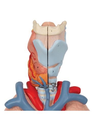 Lunge mit Kehlkopf, zersetzbar in 7 Teile 3B...