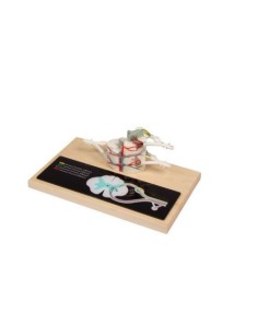 Erler Zimmer, modello anatomico di midollo spinale,...