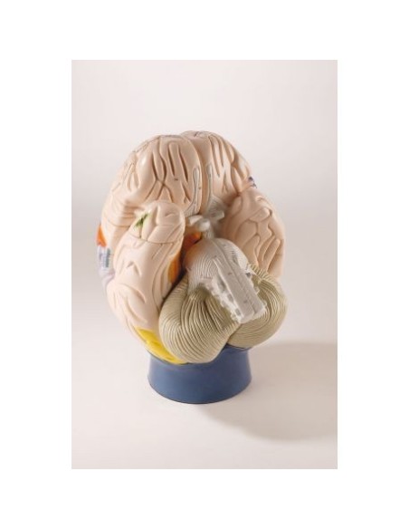 Erler Zimmer, modello neuro anatomico di cervello umano, ingrandito 2 volte, scomponibile in 4 parti C75