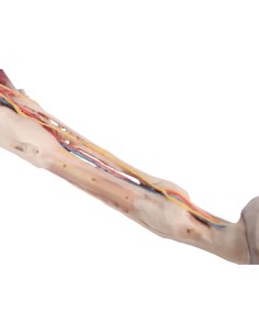 Cervello umano - Erler Zimmer 3D anatomy Series MP1103