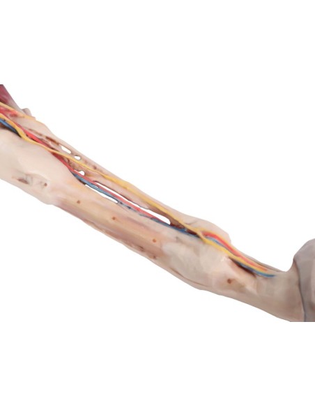 Extremidad anterior del caballo: músculos, tendones, ligamentos, vasos y nervios distales VP10010