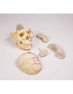 Erler Zimmer, anatomical model of neurovascular skull,...