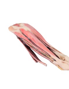 Cervello umano - Erler Zimmer 3D anatomy Series MP1103 2